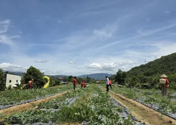 Lapas Padangsidimpuan Tanam Semangat Panen: Budidaya Semangka Tahap II Siap Mendulang Sukses