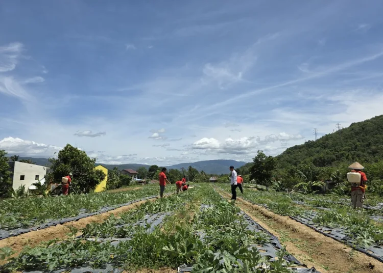 Lapas Padangsidimpuan Tanam Semangat Panen: Budidaya Semangka Tahap II Siap Mendulang Sukses