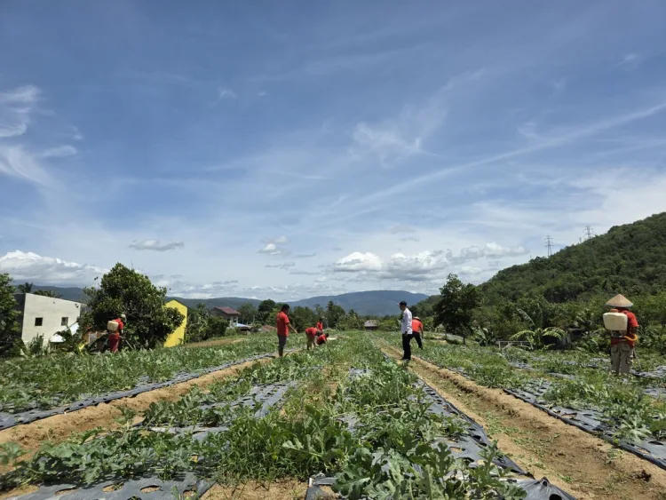 Lapas Padangsidimpuan Tanam Semangat Panen: Budidaya Semangka Tahap II Siap Mendulang Sukses